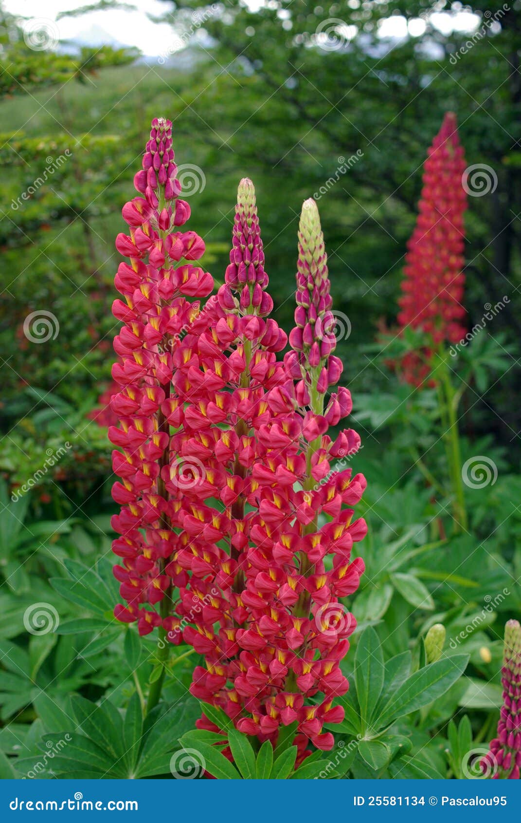 Flowers in Argentina stock photo. Image of america, wood 25581134