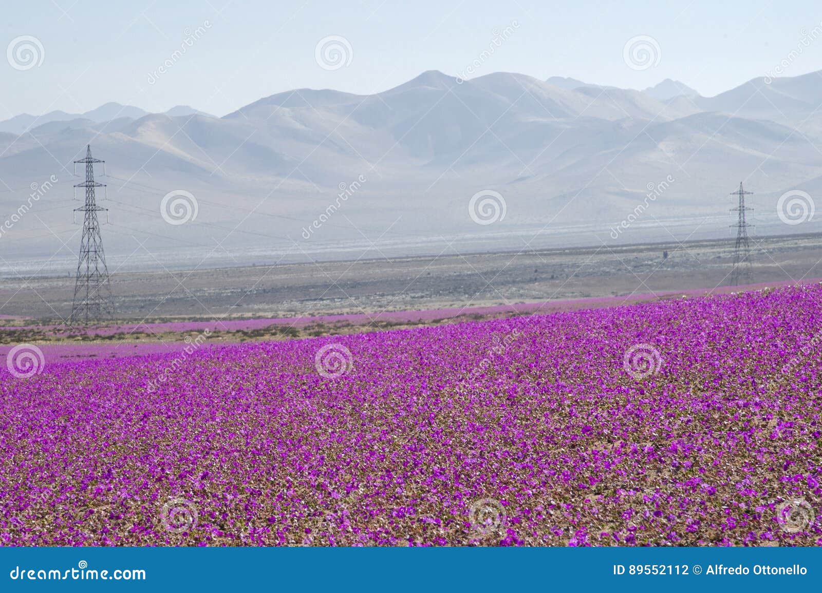 flowers in the atacama desert, chile.