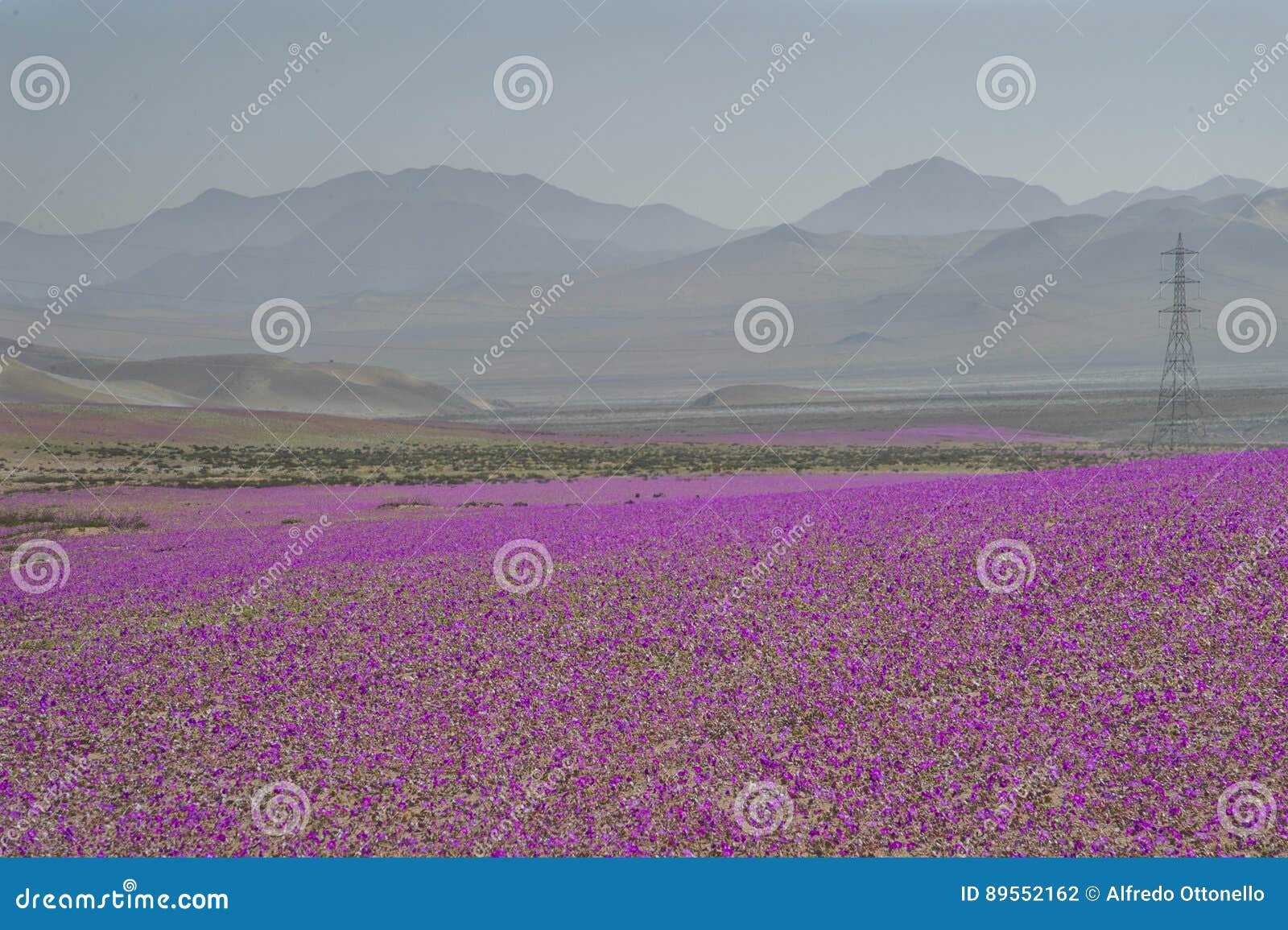 flowers in the atacama desert, chile.