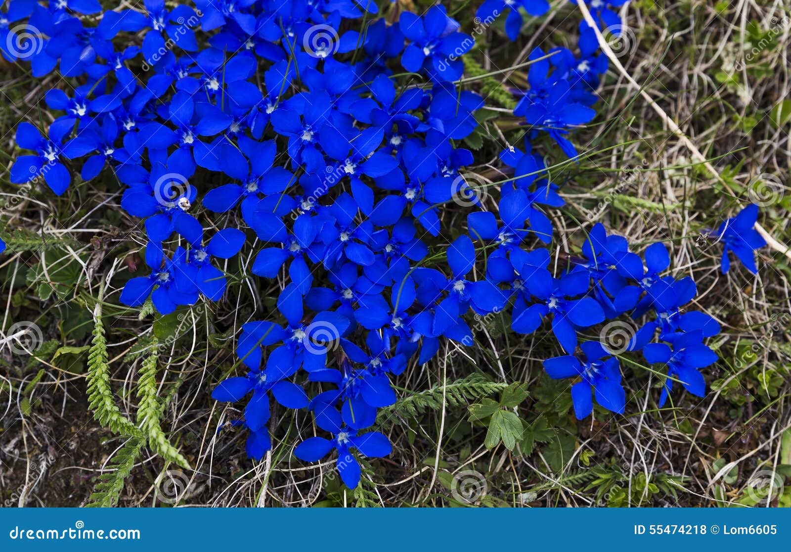 Flowers in the Austrian Alps Stock Photo Image of wild, plant 55474218