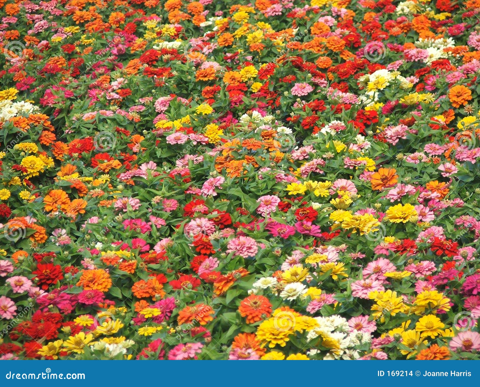 Flowers autumn colours stock photo. Image of garden, colours 169214