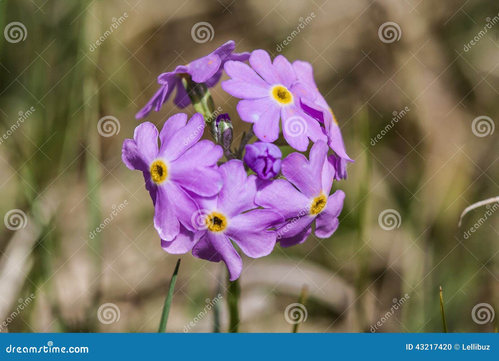 Flowers ball stock photo. Image of nature, flowers, perfect 43217420