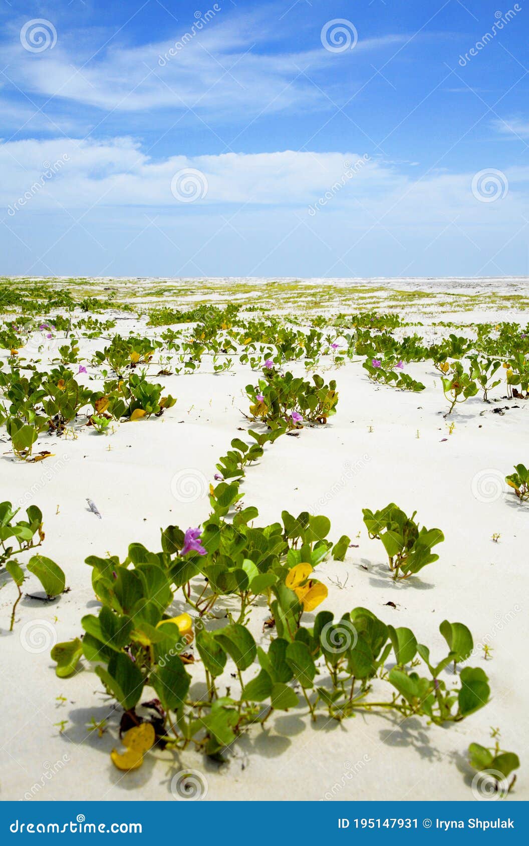 flowers on the beach of ilha atalaia, bahia, brazil, south america