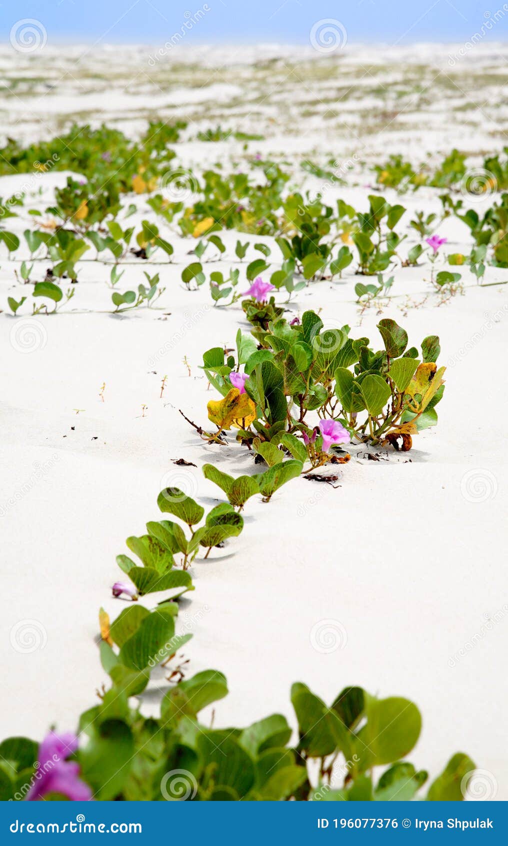 flowers on the beach of ilha atalaia, canavieiras, brazil, south america