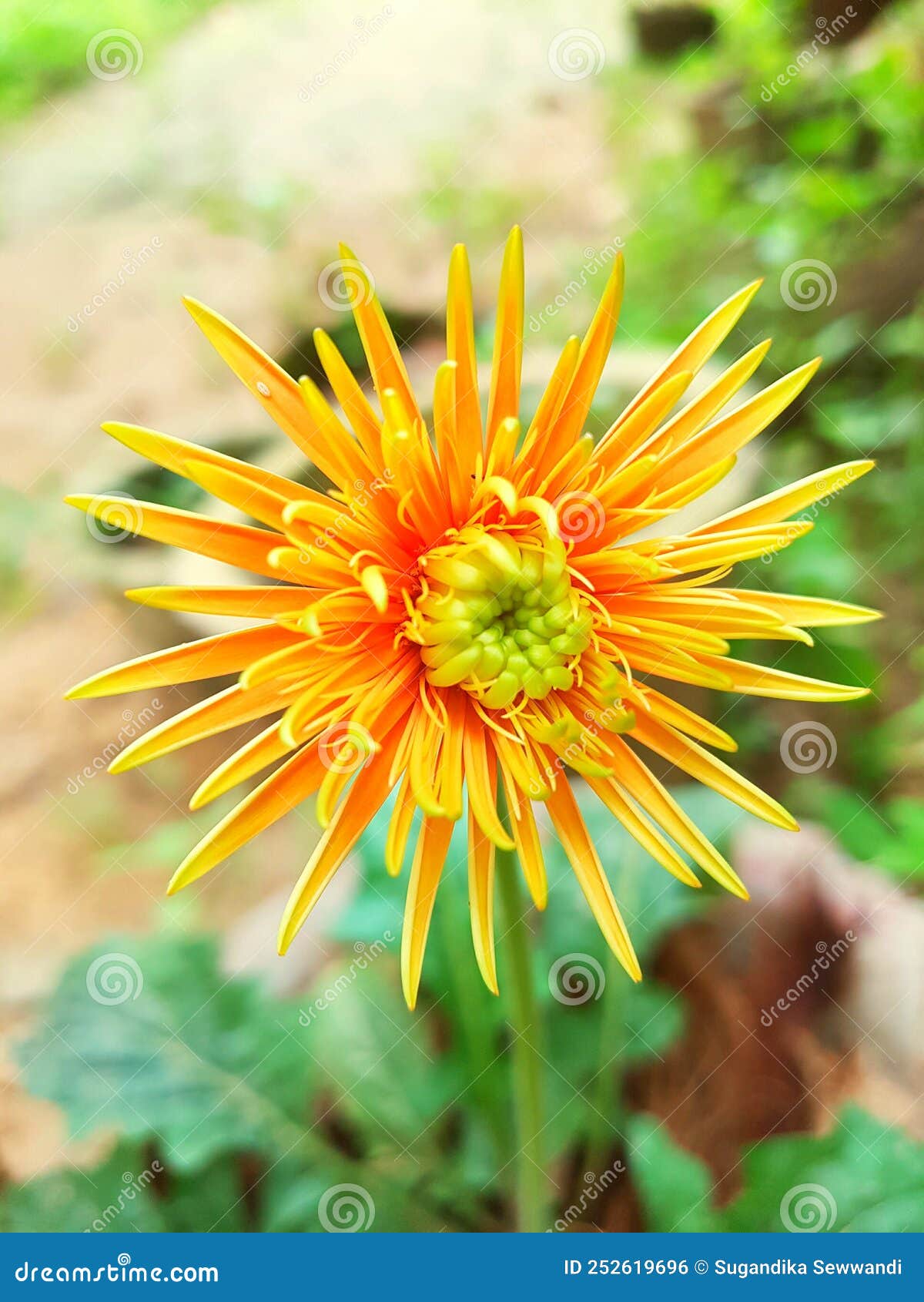 Flowers beautiful cute stock photo. Image of cute, flowers 252619696