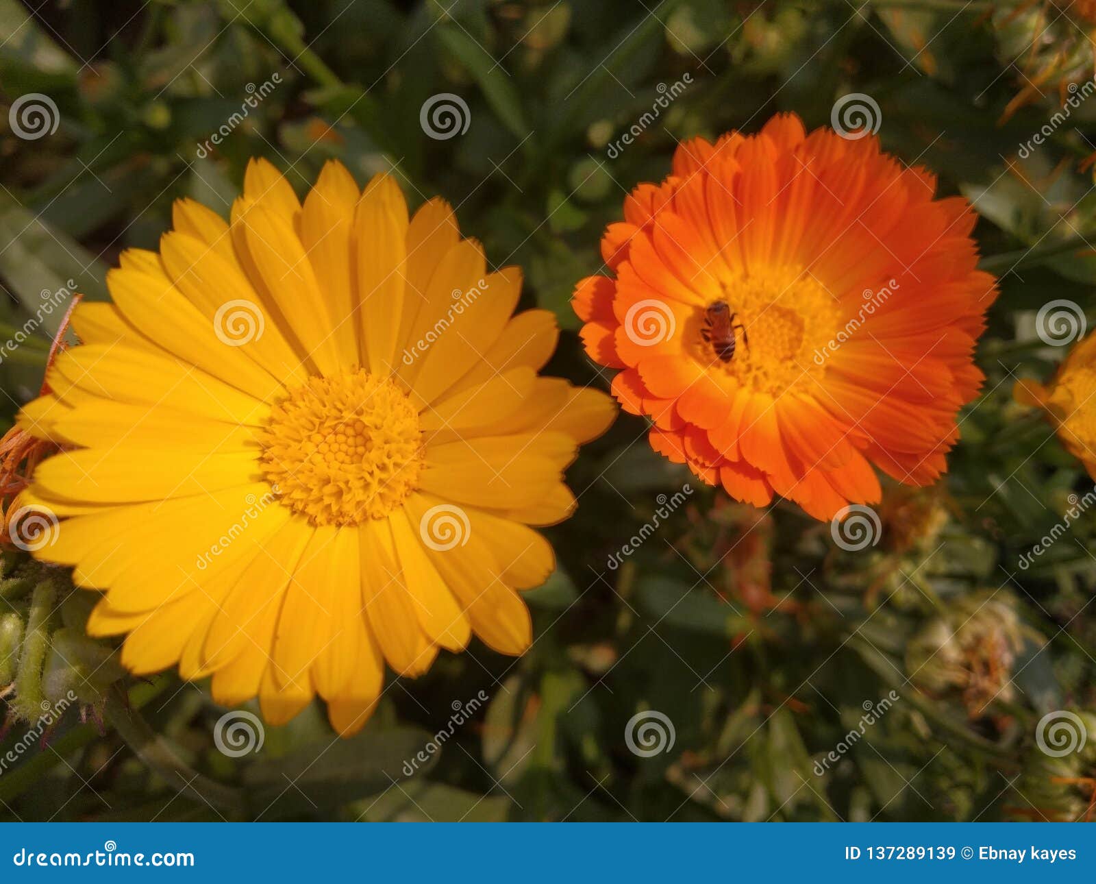 Flowers stock image. Image of flowers, miniature, green - 137289139