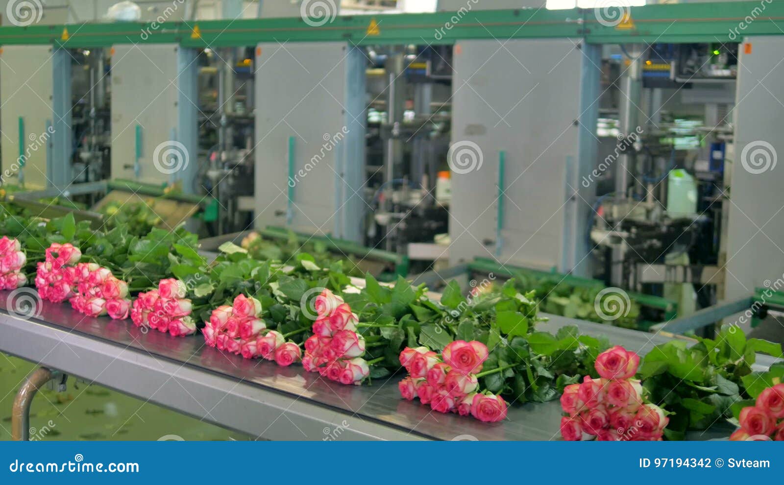Flowers Being Sorted At Flower Factory. Stock Footage - Video Of  Decoration, Engineering: 97194342