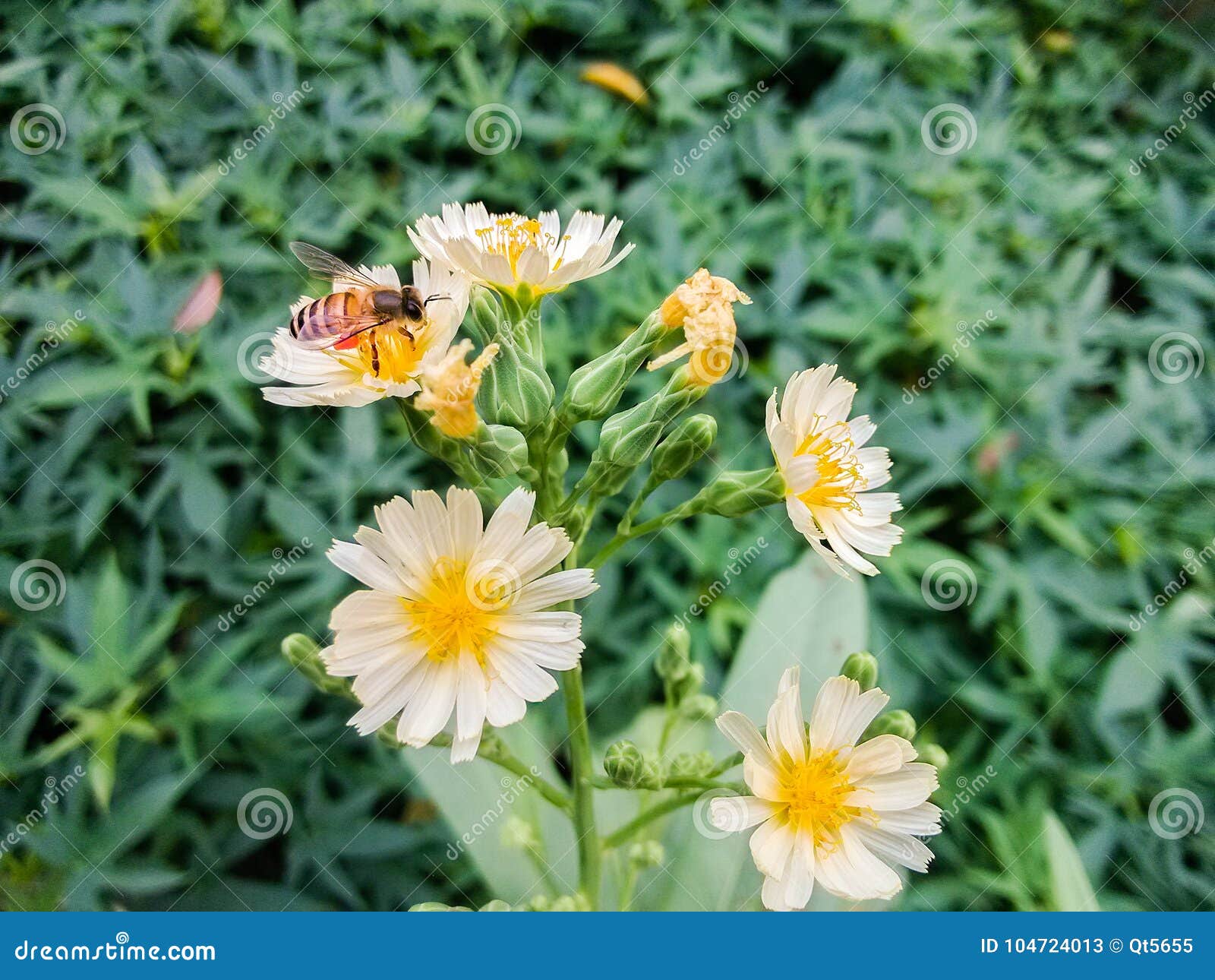 The Flowers of Bitter Lettuce are so Beautiful Stock Image Image of vegetable, common 104724013