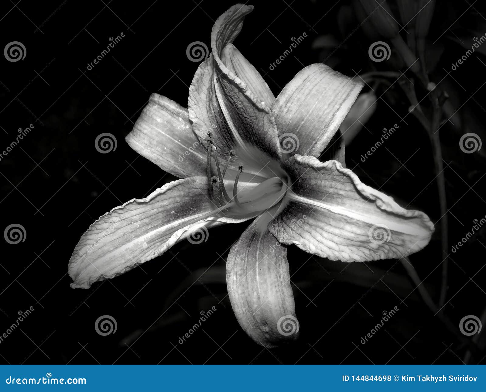 Flowers On A Black And White Photo Stock Photo - Image of fresh