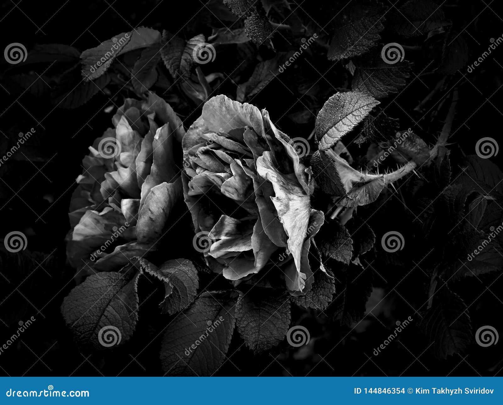 Flowers on a Black and White Photo Stock Photo - Image of blossom ...