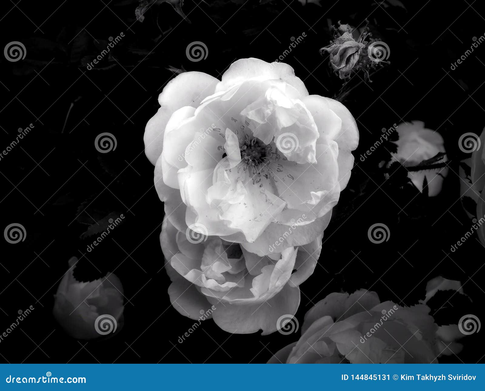 Flowers on a Black and White Photo Stock Image - Image of freshness ...