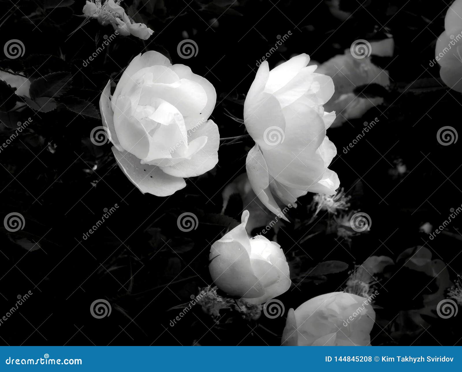 Flowers on a Black and White Photo Stock Photo - Image of plant, fresh ...