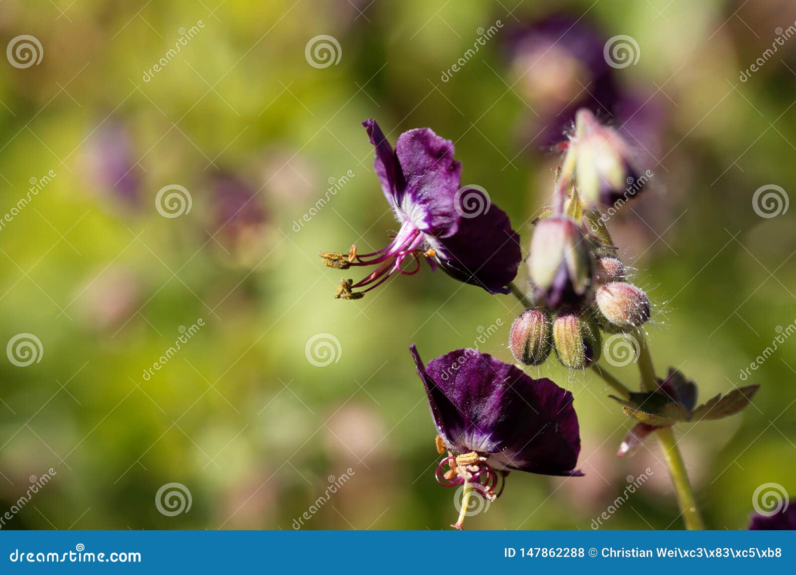 Flowers of a Black Widow, Geranium Phaeum Stock Photo Image of color