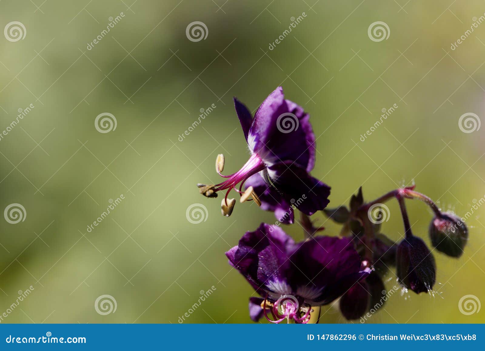 Flowers of a Black Widow, Geranium Phaeum Stock Photo Image of floral
