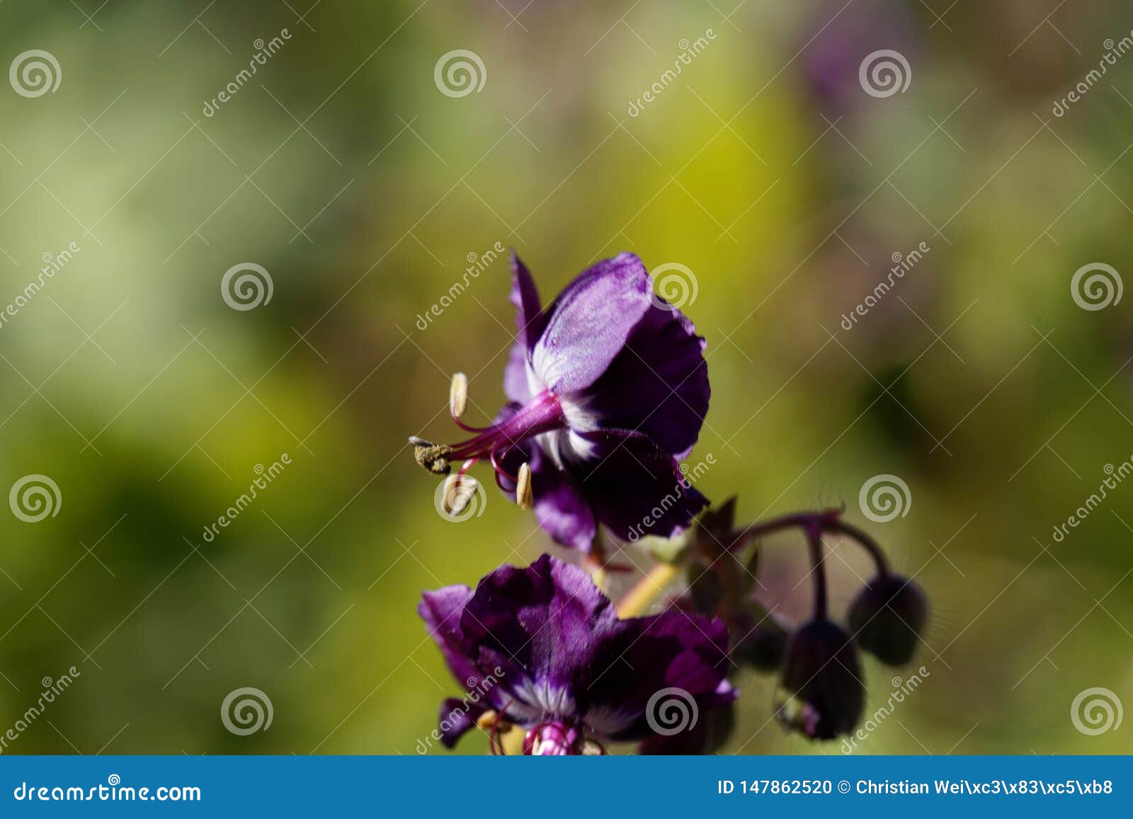 Flowers of a Black Widow, Geranium Phaeum Stock Photo Image of beauty