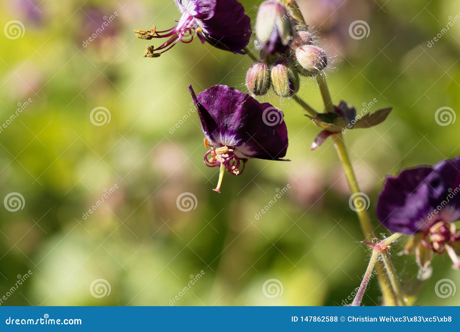 Flowers of a Black Widow, Geranium Phaeum Stock Photo Image of