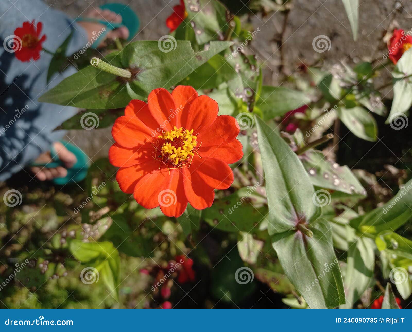 Flowers that Bloom on a Beautiful Day Stock Image - Image of tree ...