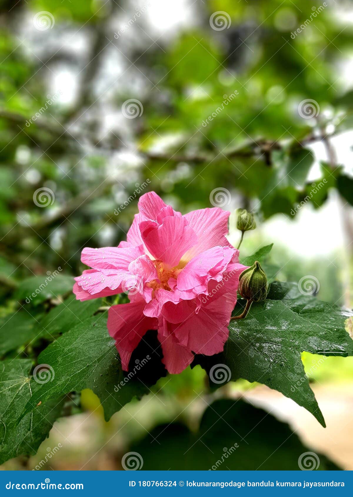Flowers that Bloom during Cold Climates Stock Photo Image of bloom
