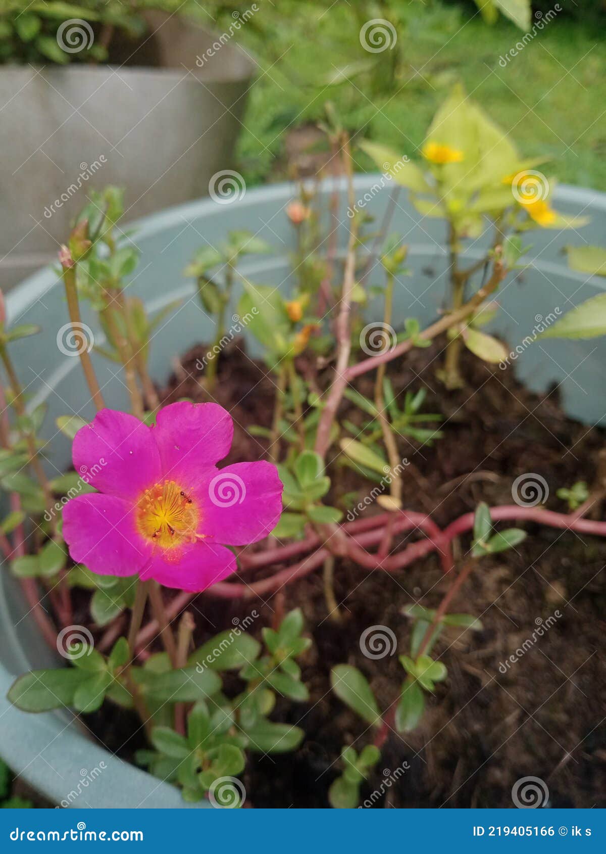 9am Flowers Bloom Every Morning Stock Photo Image of lilac, yellow