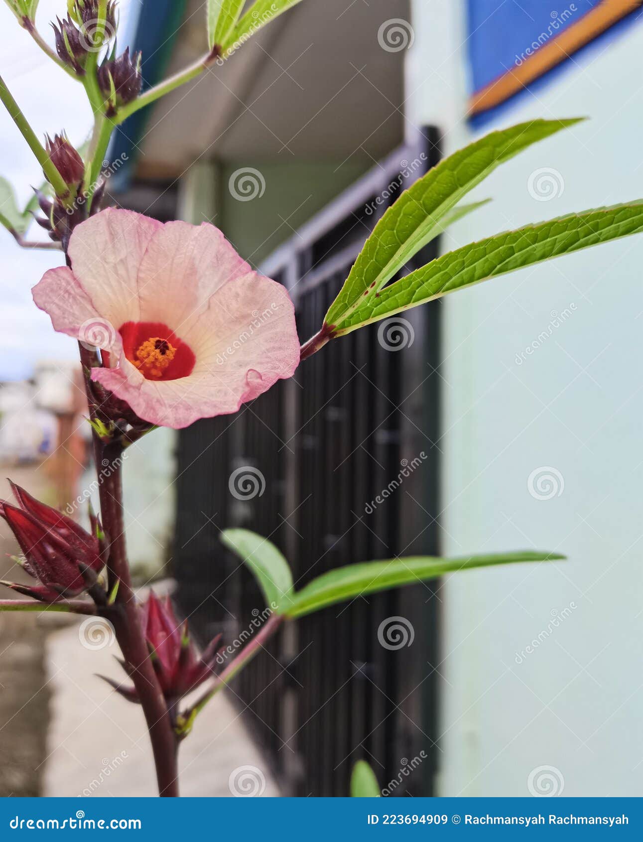 Flowers Bloom in the Morning Stock Image Image of flower, morning