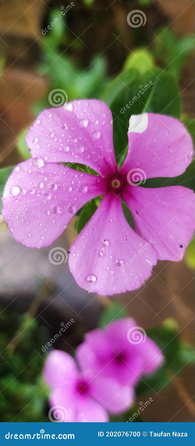 Flowers Bloom in the Morning with the Rest of the Morning Dew Stock