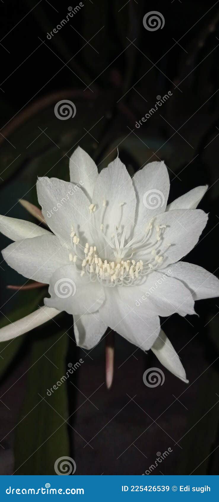 Flowers that Bloom at Night Stock Image Image of yellow, lily 225426539