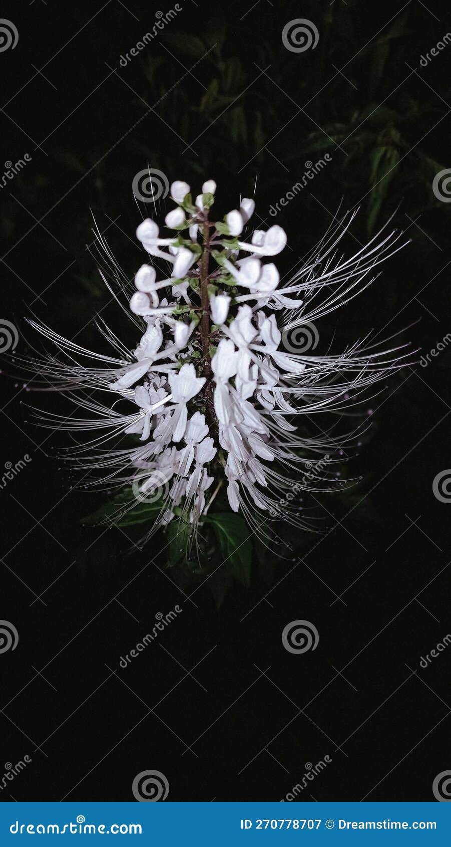 Flowers that Bloom at Night is so Beautiful Stock Image Image of tree