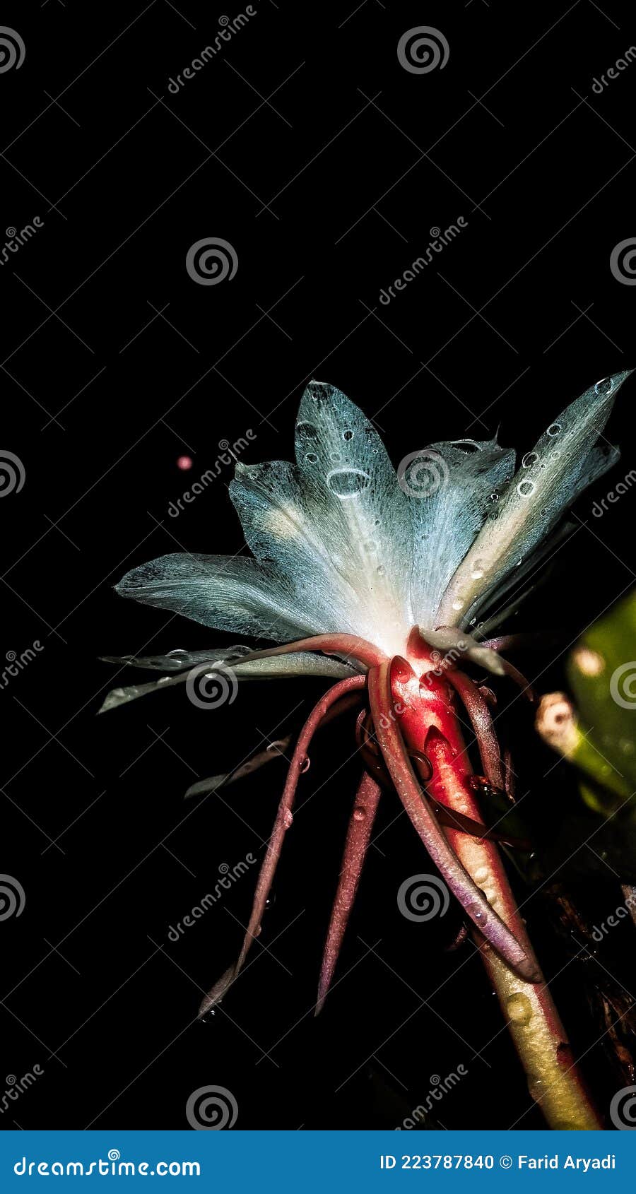 Flowers that Bloom at Night Stock Photo Image of green, branch 223787840