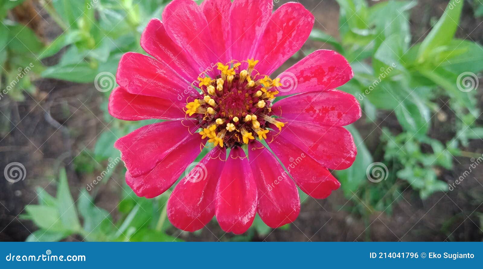 Flowers Bloom after the Rain Stock Photo Image of pink, natural 214041796