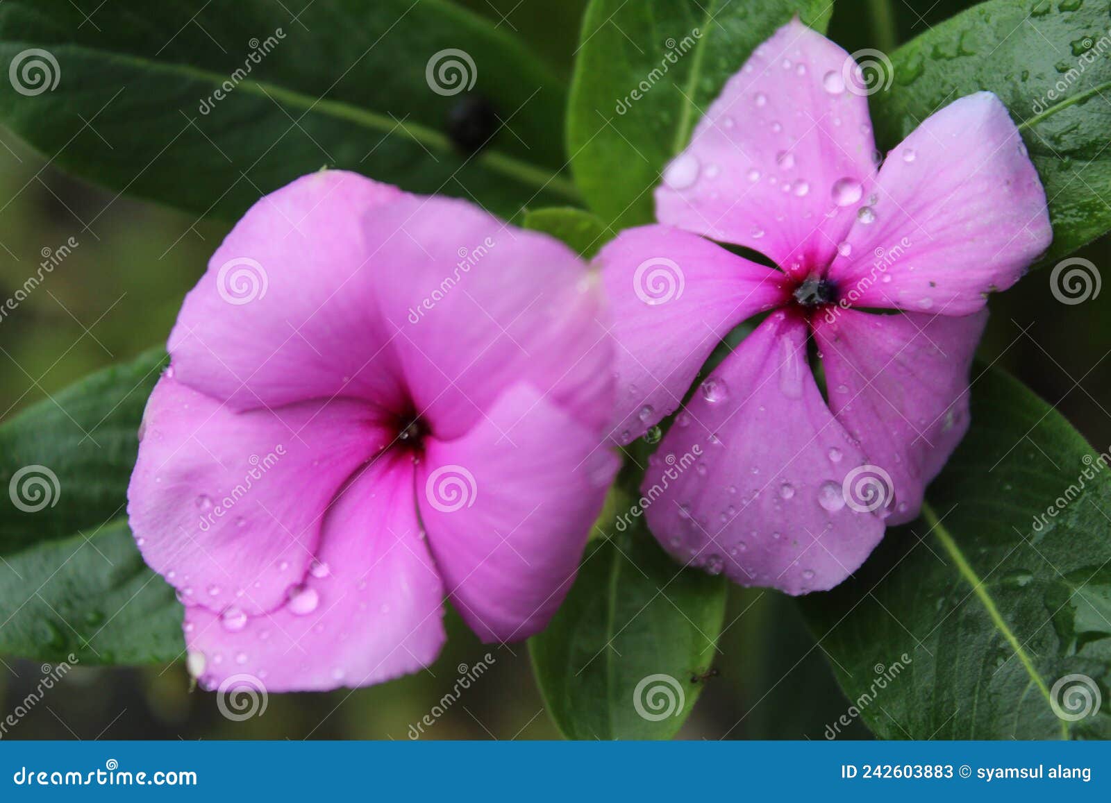 Flowers that Bloom after the Rain Stock Image Image of wildflower, petal 242603883