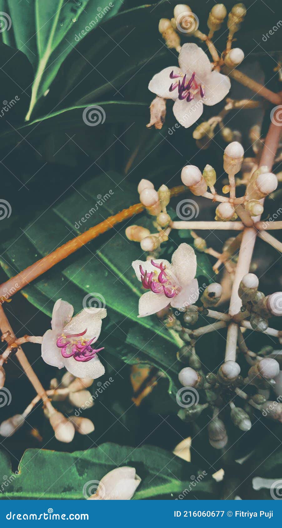 Flowers that Bloom in the Rainy Season Stock Image Image of shrub