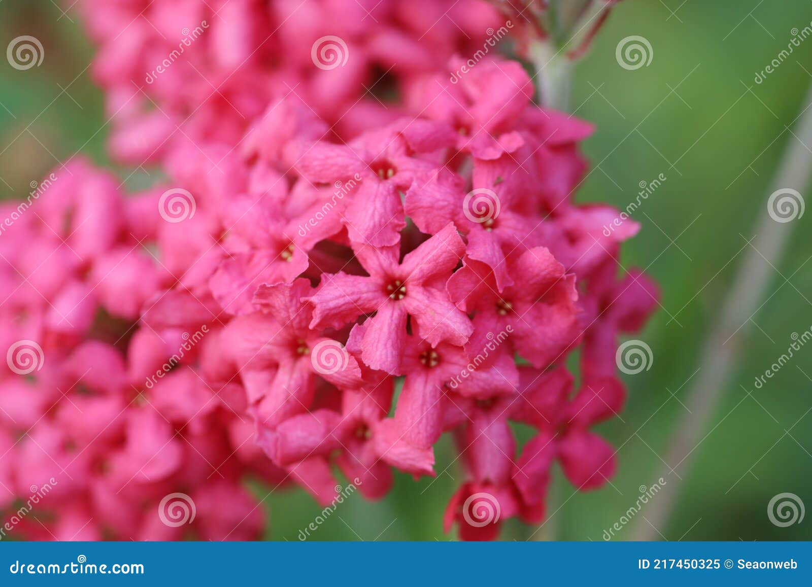 A Flowers Bloom in Spring Emit a Nice Fragrance, Daphne Stock Image