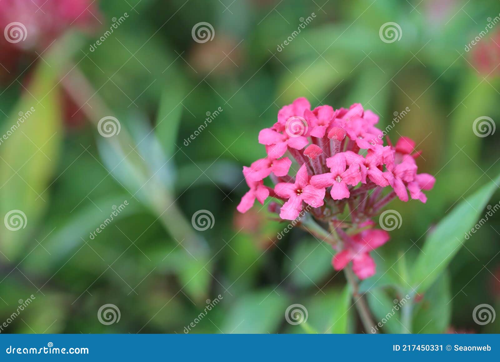A Flowers Bloom in Spring Emit a Nice Fragrance, Daphne Stock Image Image of pale, japan