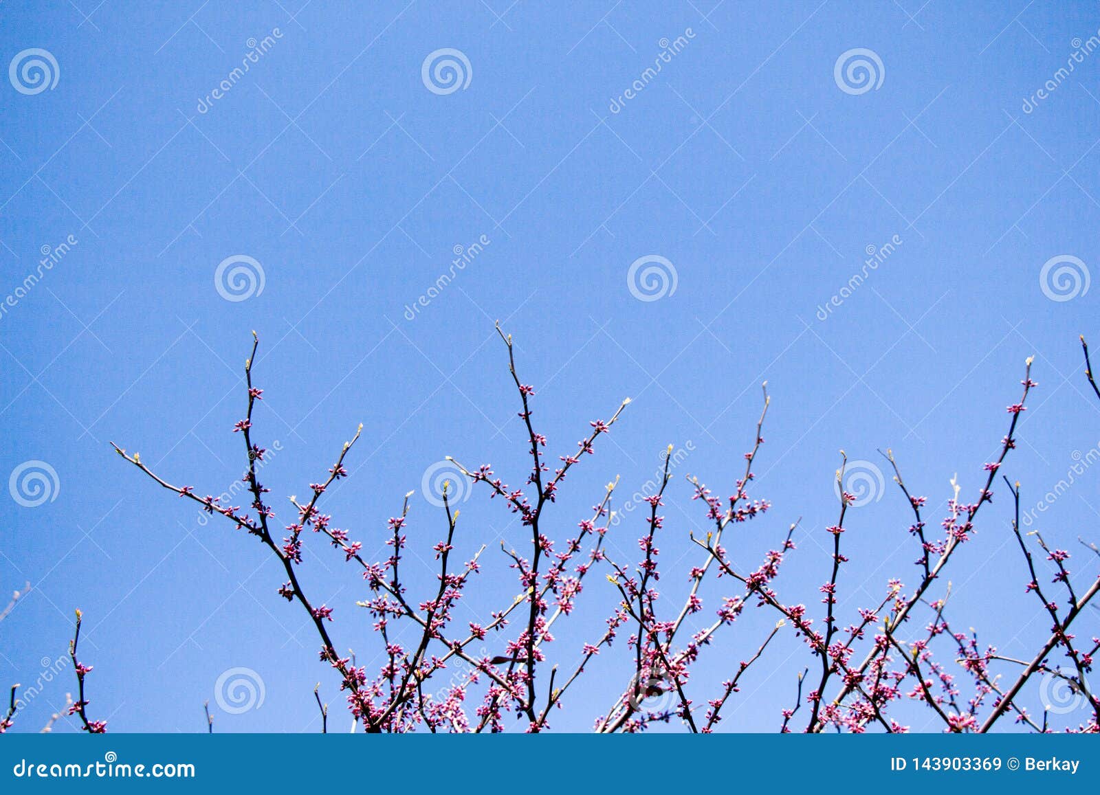 Flowers Bloom in the Spring in Trees Stock Image Image of flowers
