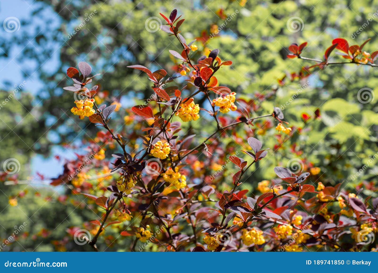 Flowers Bloom in the Spring in Trees Stock Photo - Image of beauty ...