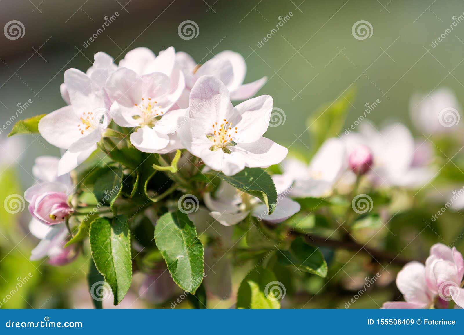 Flowers Blooming Apple Trees Stock Image Image of garden, blossom