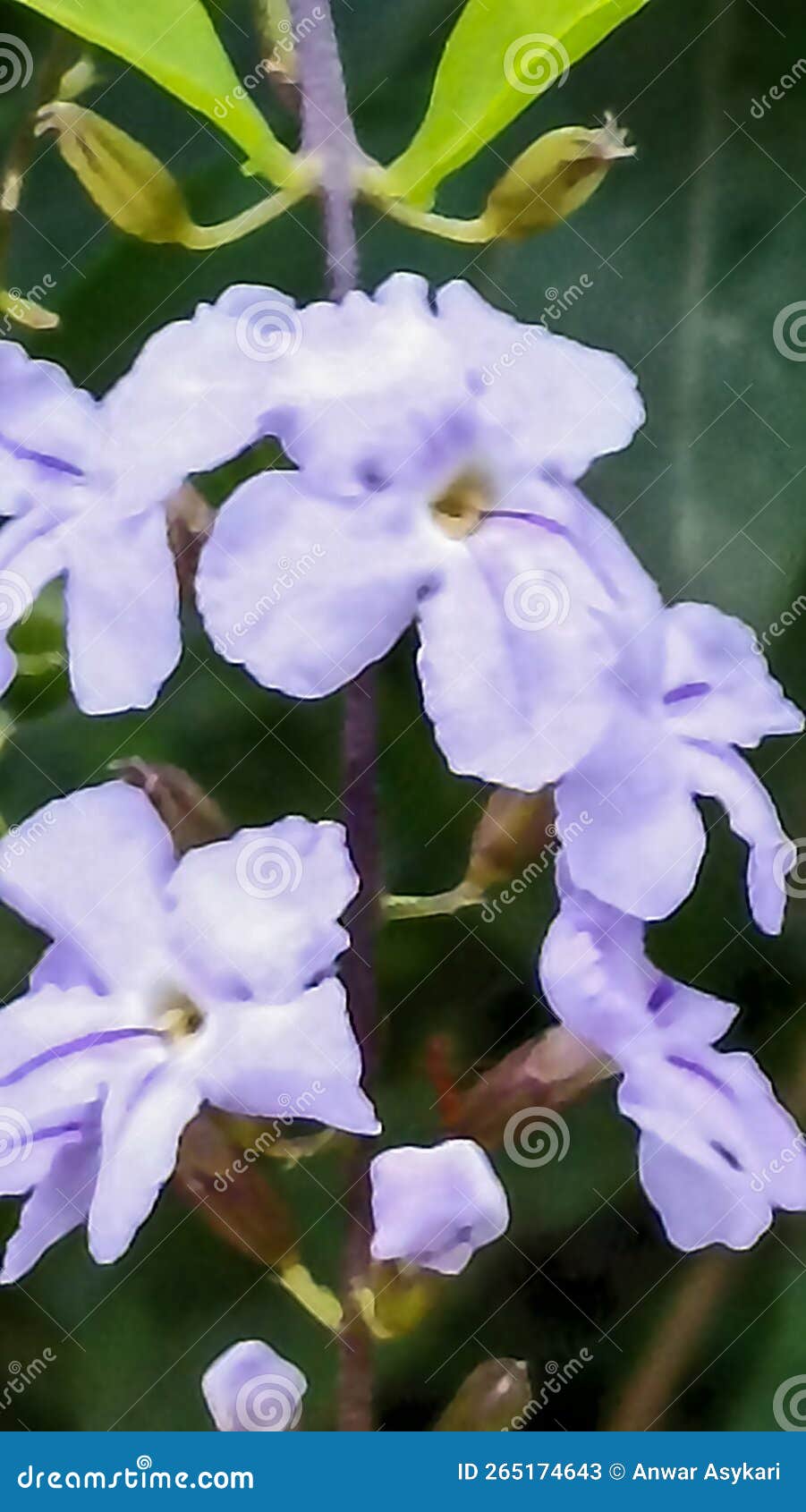 Flowers Blooming Beautifully in Purple Stock Image Image of beautifully, purple 265174643