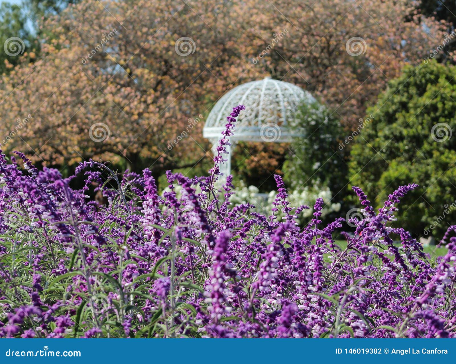 Flowers Blooming Near A Gazebo At The South Coast Botanic Garden