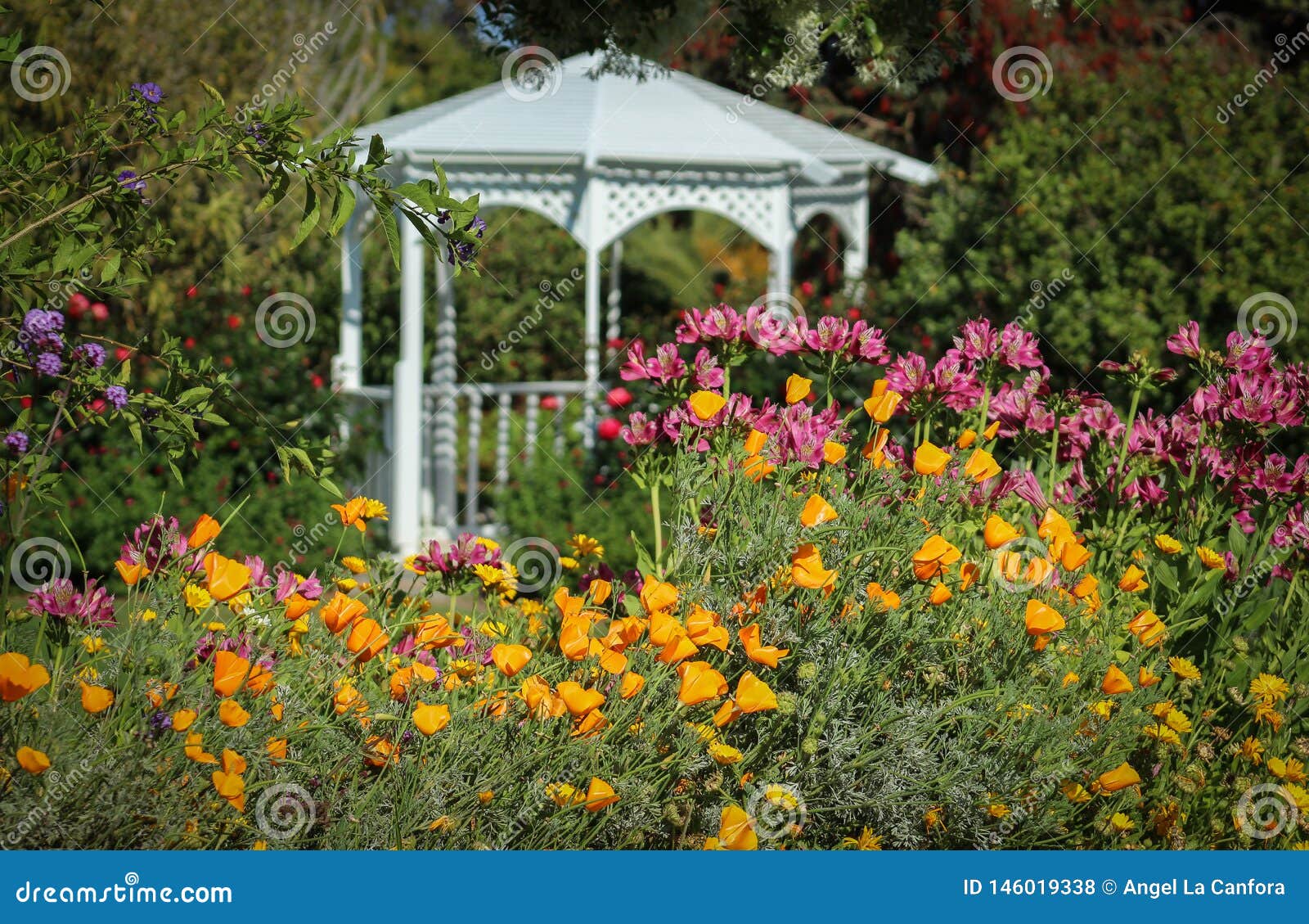 flowers blooming at the south coast botanic garden, palos verdes