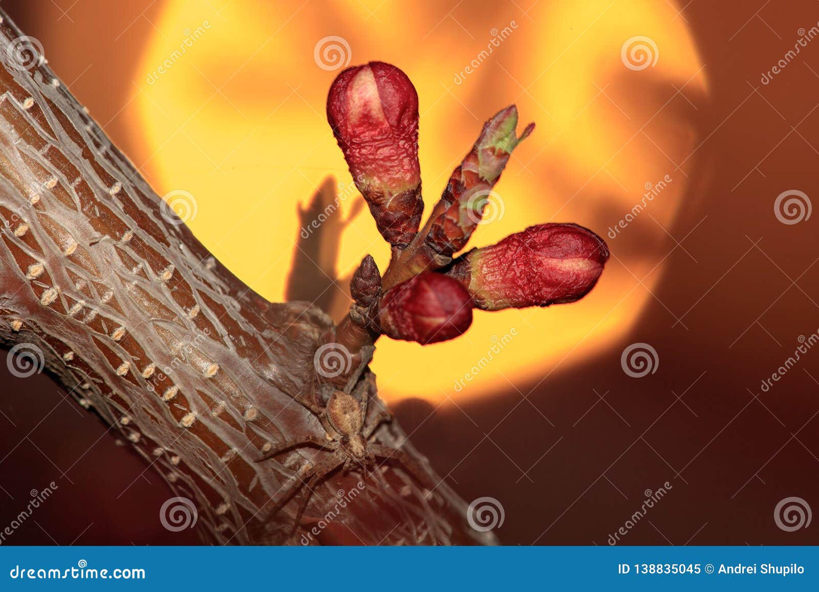 Flowers Blossom on Apricot Tree at Sunset Stock Image - Image of spring ...