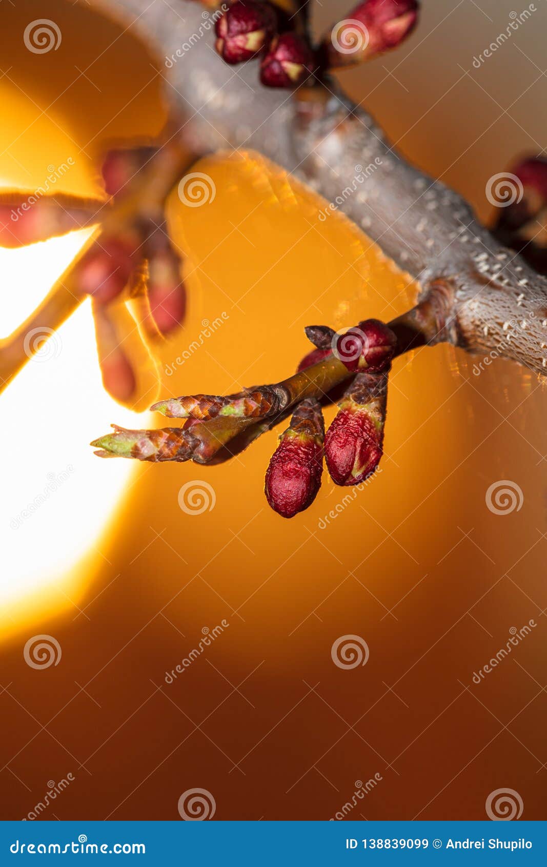 Flowers Blossom on Apricot Tree at Sunset Stock Image - Image of spring ...