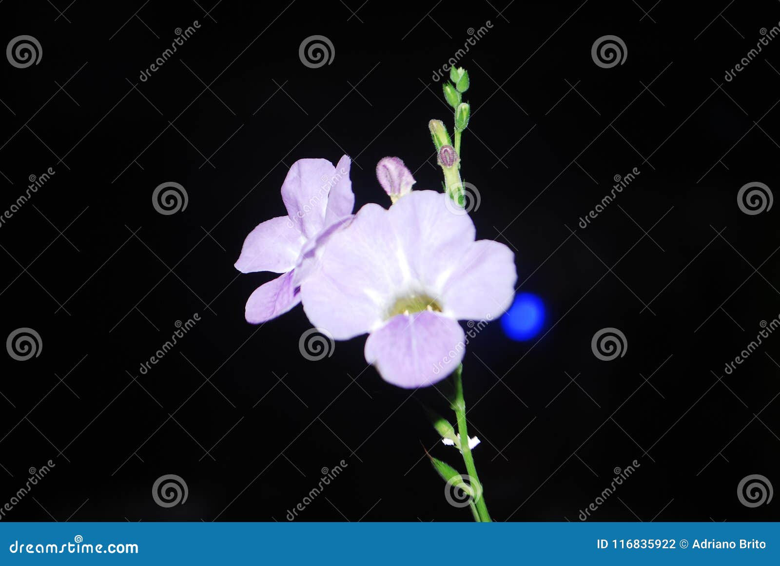 the flowers blossom to continue to live, for to withhold is to perish.