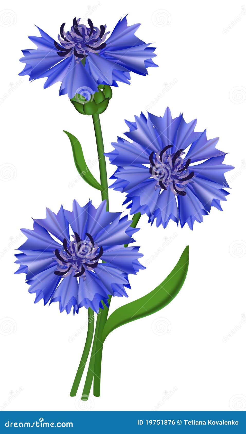 Flowers Blue Cornflower (Centaurea Cyanus). Royalty Free 