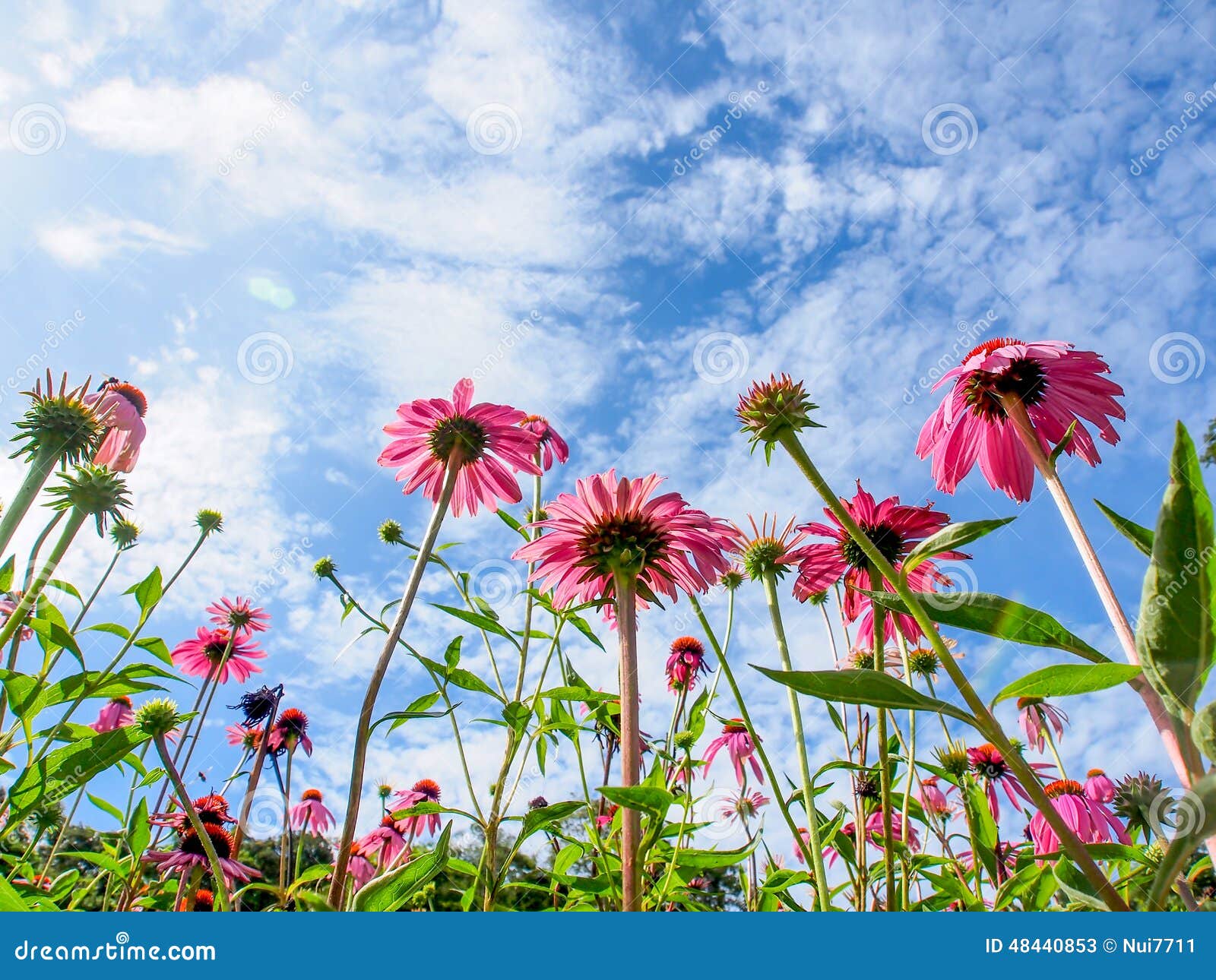 Flowers with blue sky stock image. Image of closeup, beautiful 48440853