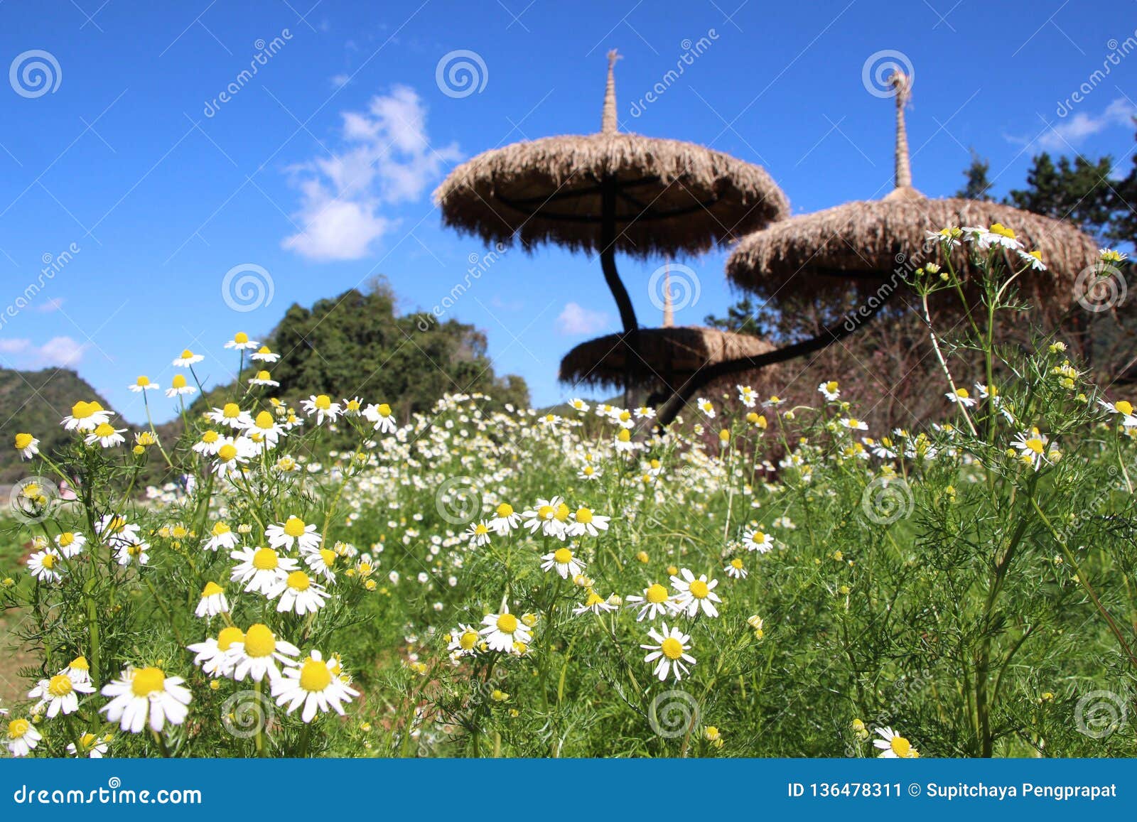 Flowers with the blue sky. Flowers with the beautiful blue sky at mountain in the northern of Thailand.