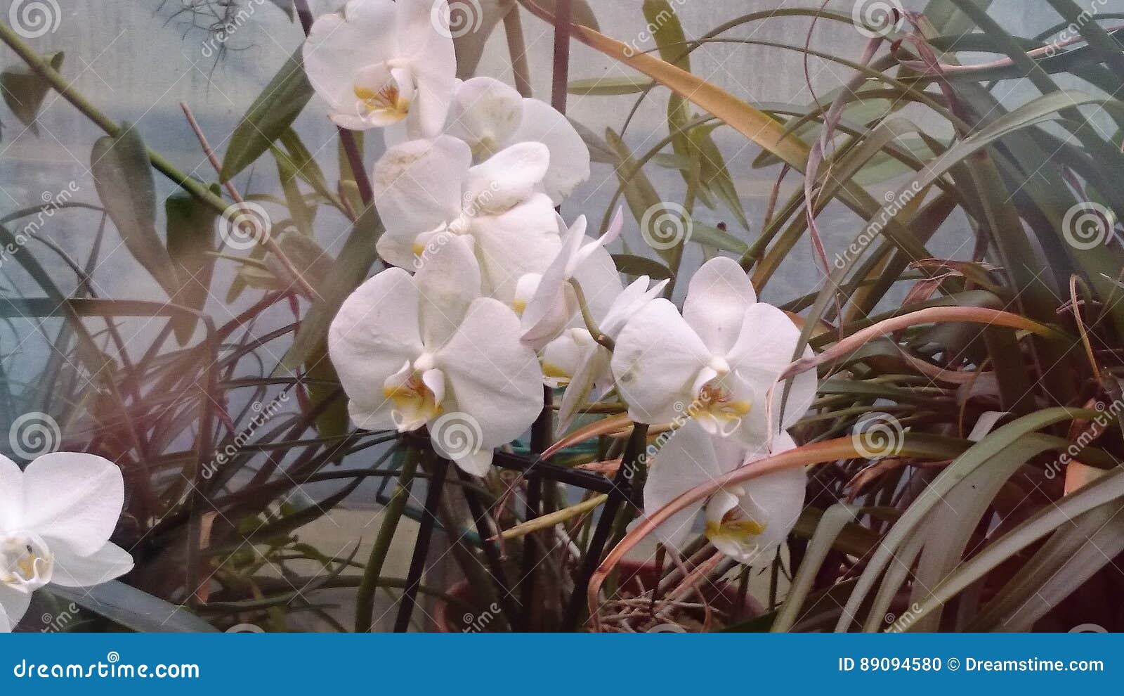 Flowers stock photo. Image of flora, augsburg, garden 89094580