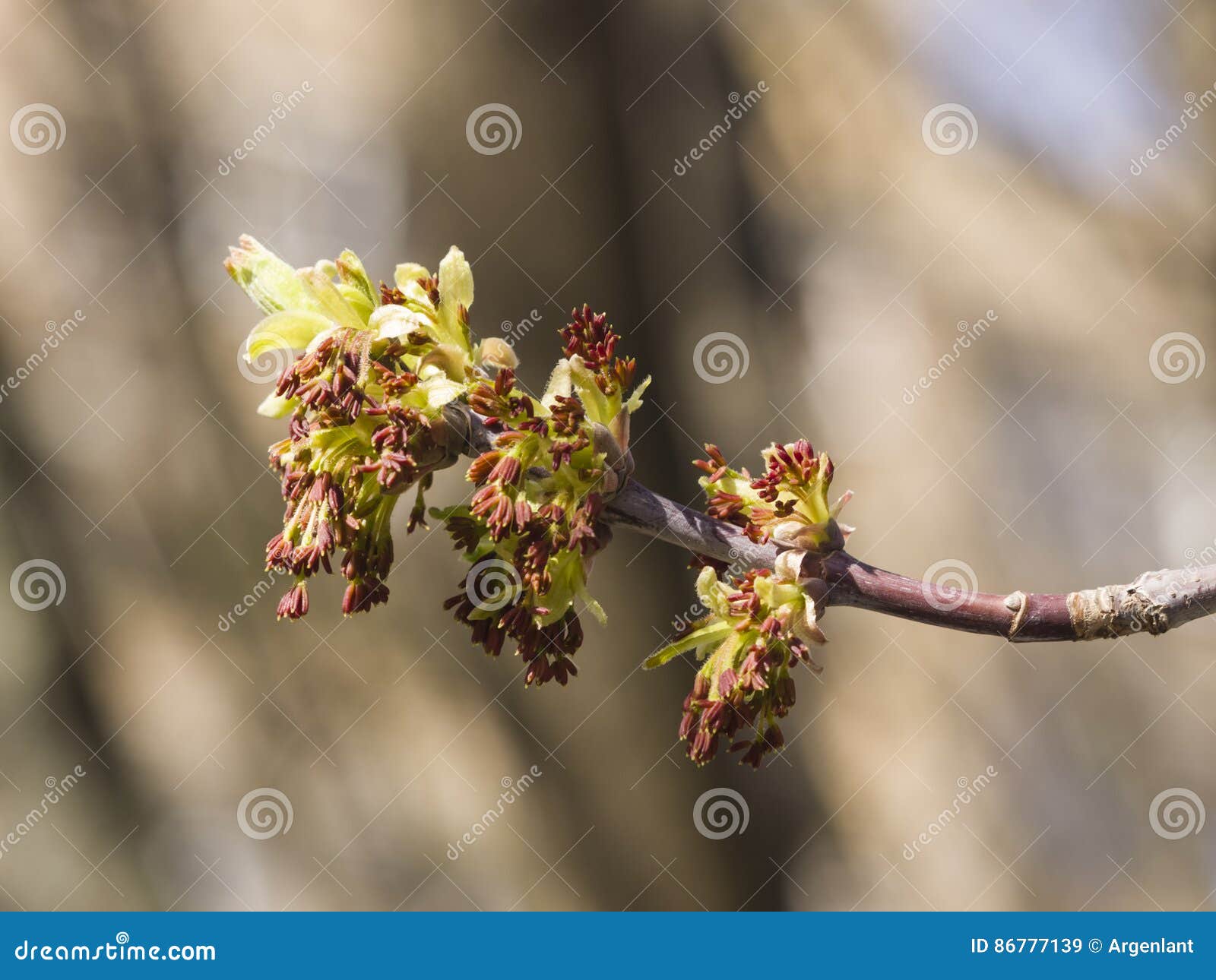 flowers on branch ash-leaved maple, acer negundo, macro with bokeh background, shallow dof, selective focus
