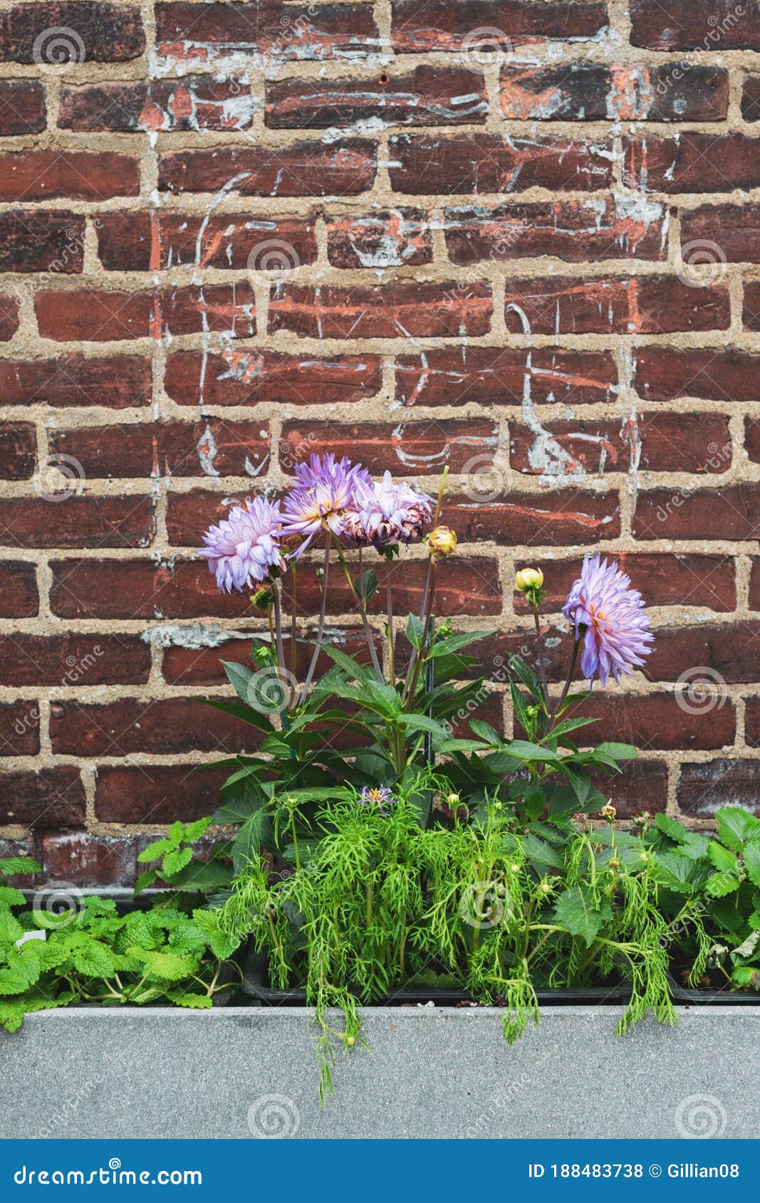 Flowers and brick wall stock photo. Image of wall, outdoors 188483738