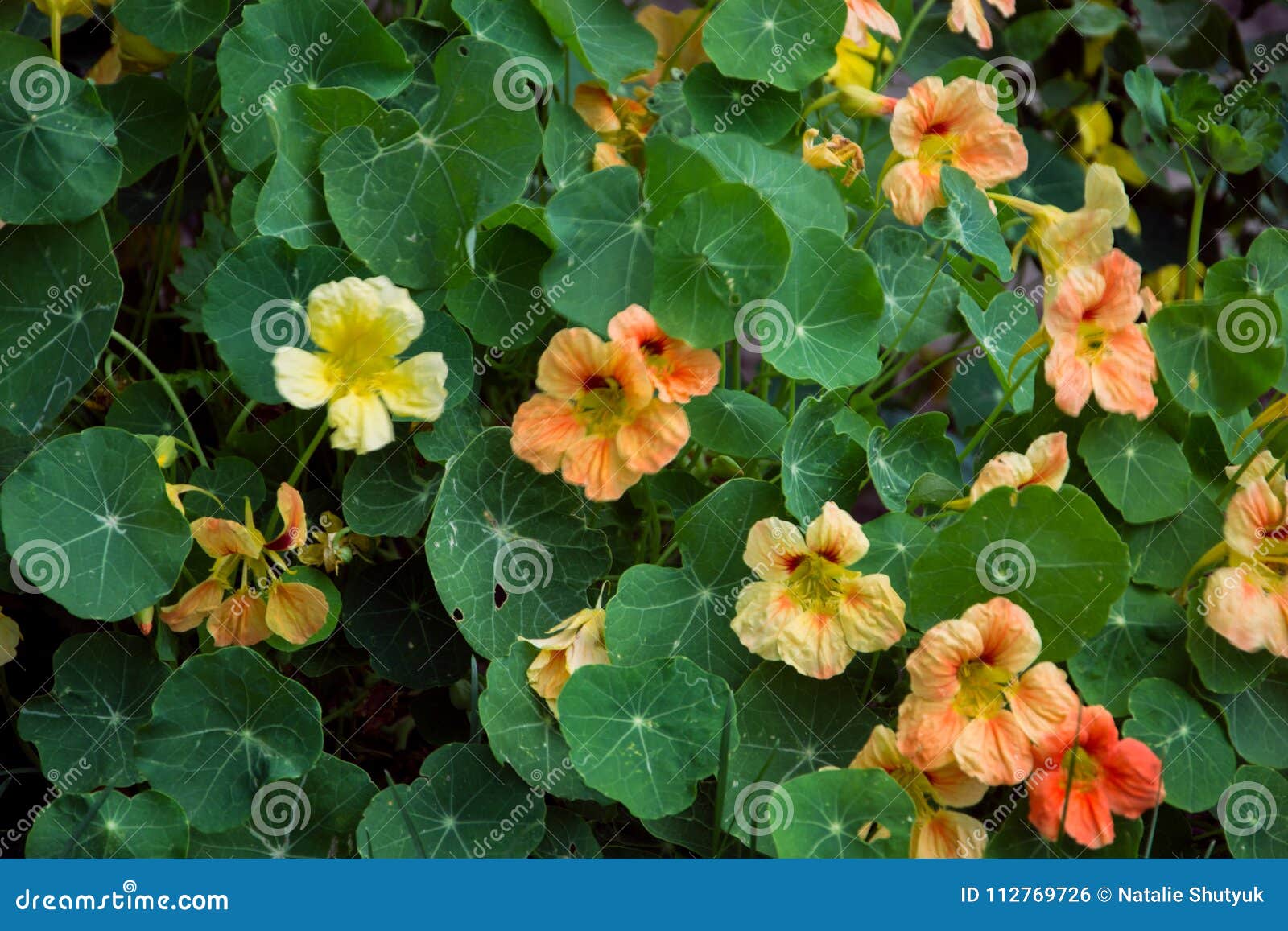 Nasturtium Large Country House Flowers For Garden Stock Photo Image Of Flowers Flowering 112769726