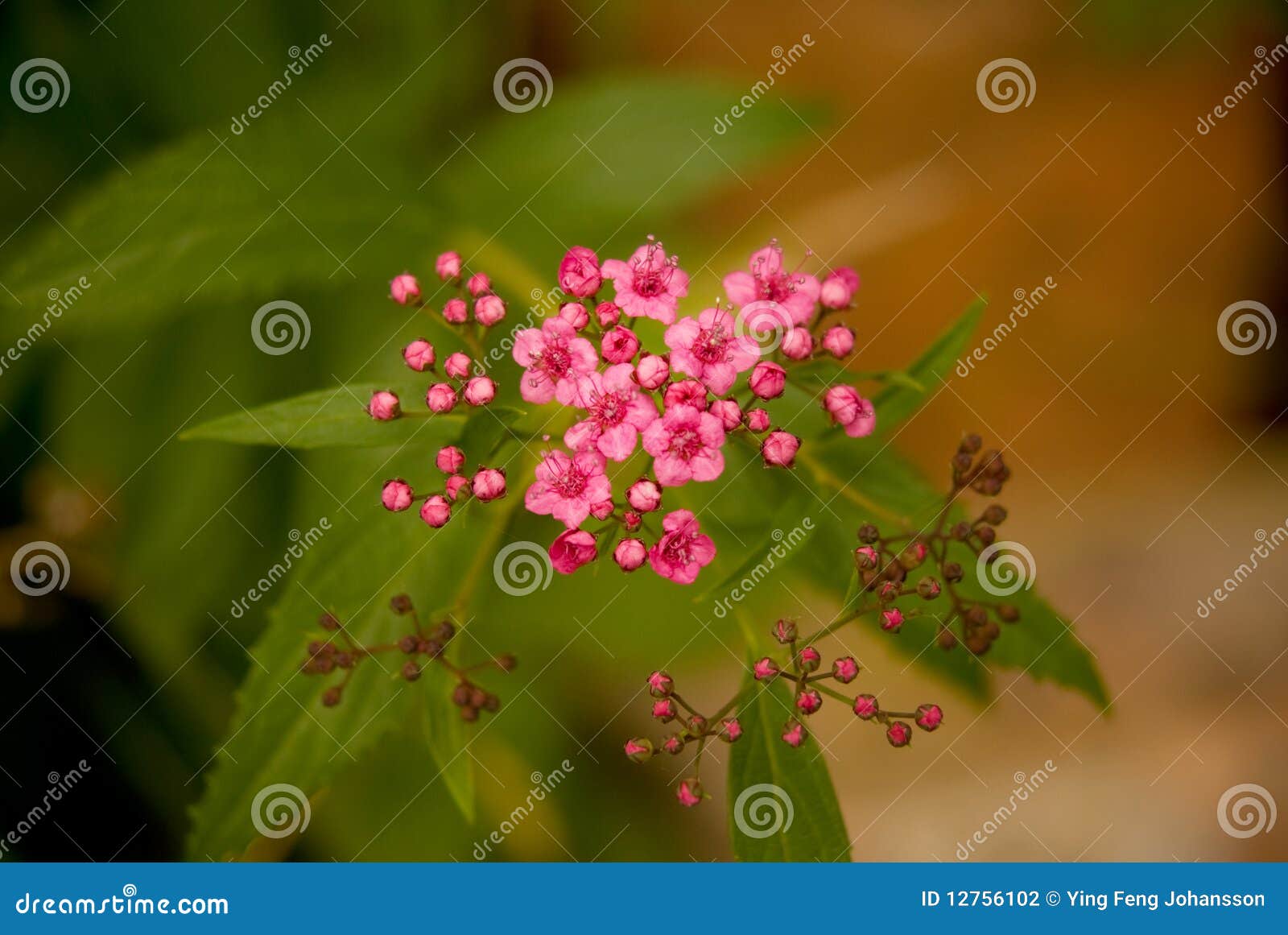 flowers and buds of spirea